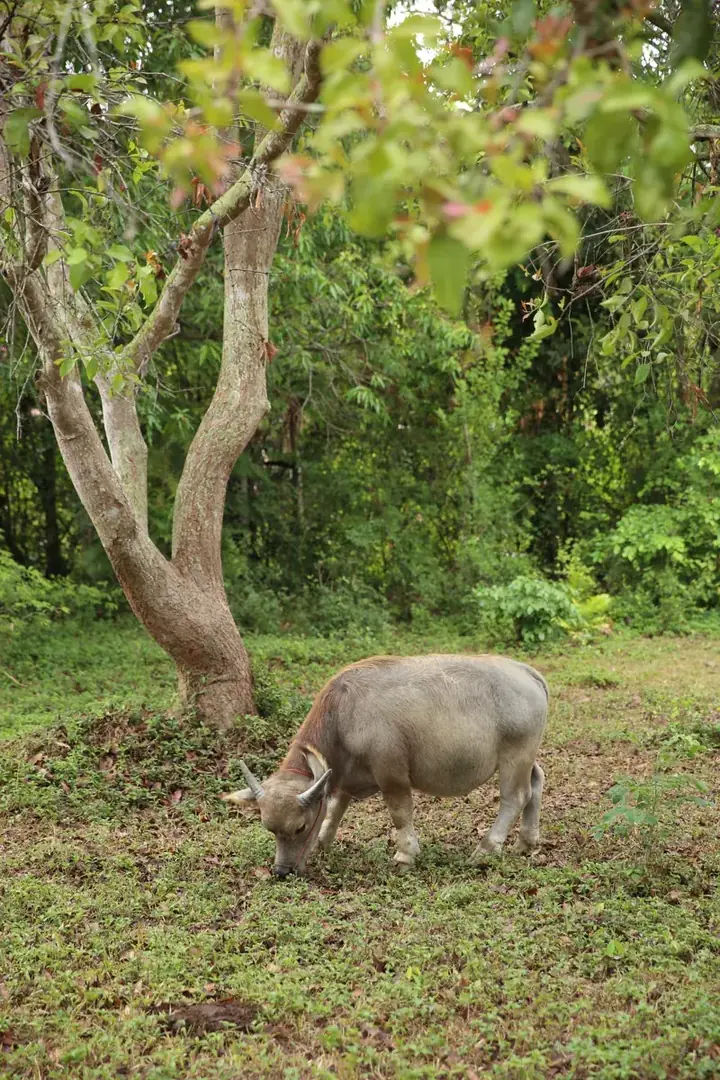 ขุนทอง (Khun Thong), a buffalo at Hang Tueng Farm