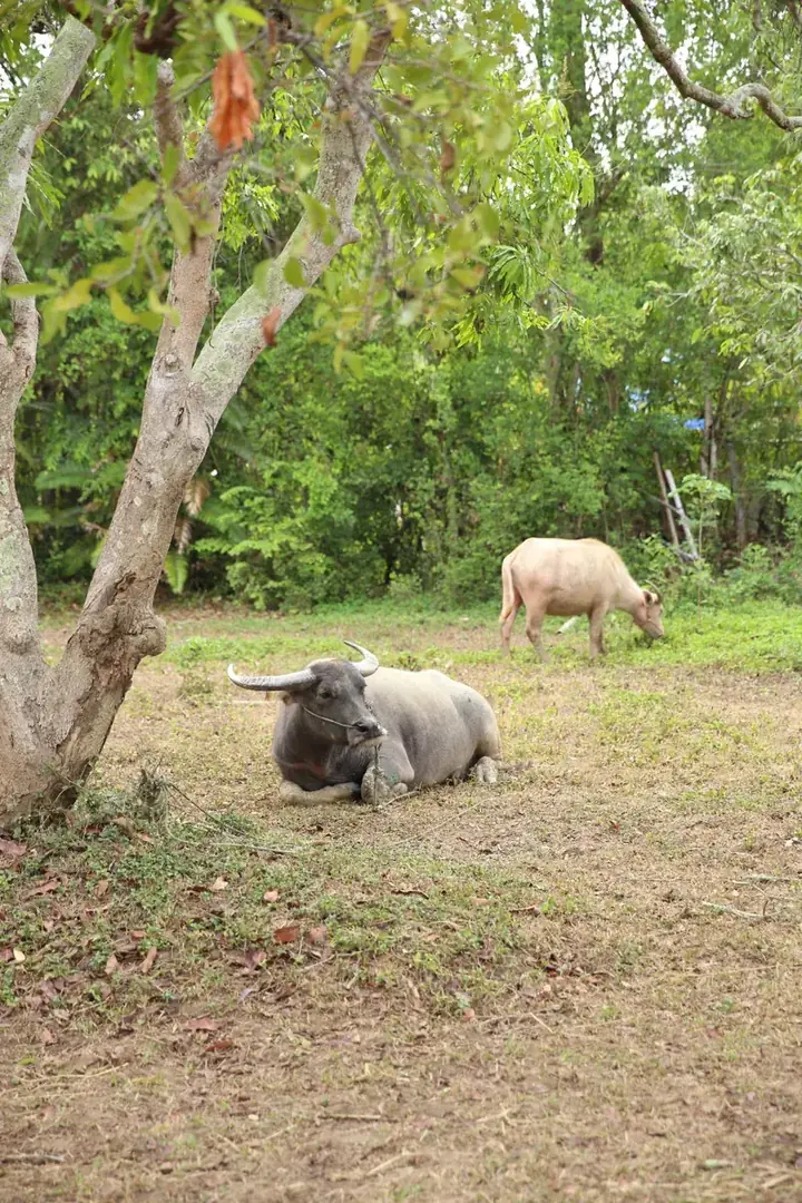 เรียม (Riam), a buffalo at Hang Tueng Farm