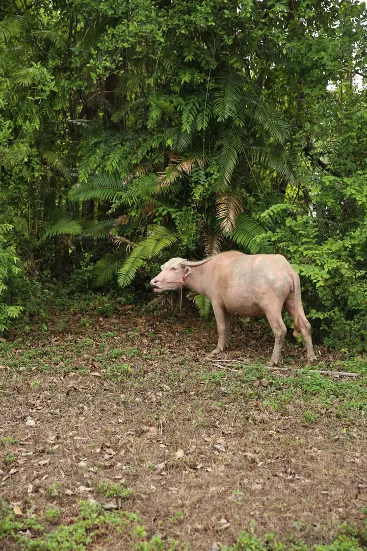 สีบัว (Si Bua), a buffalo at Hang Tueng Farm
