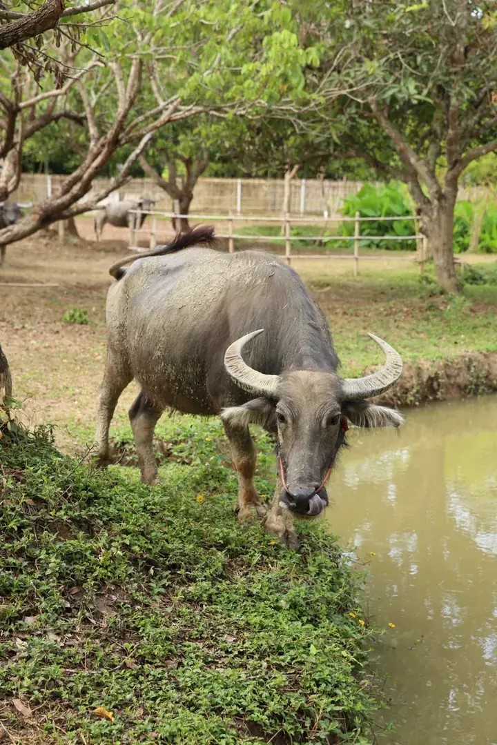 สีมอย (Si Moi), a buffalo at Hang Tueng Farm