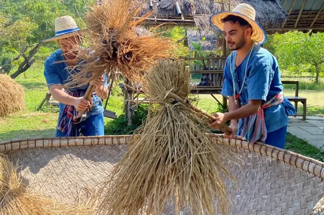 Rice Planting at Hang Tueng Farm