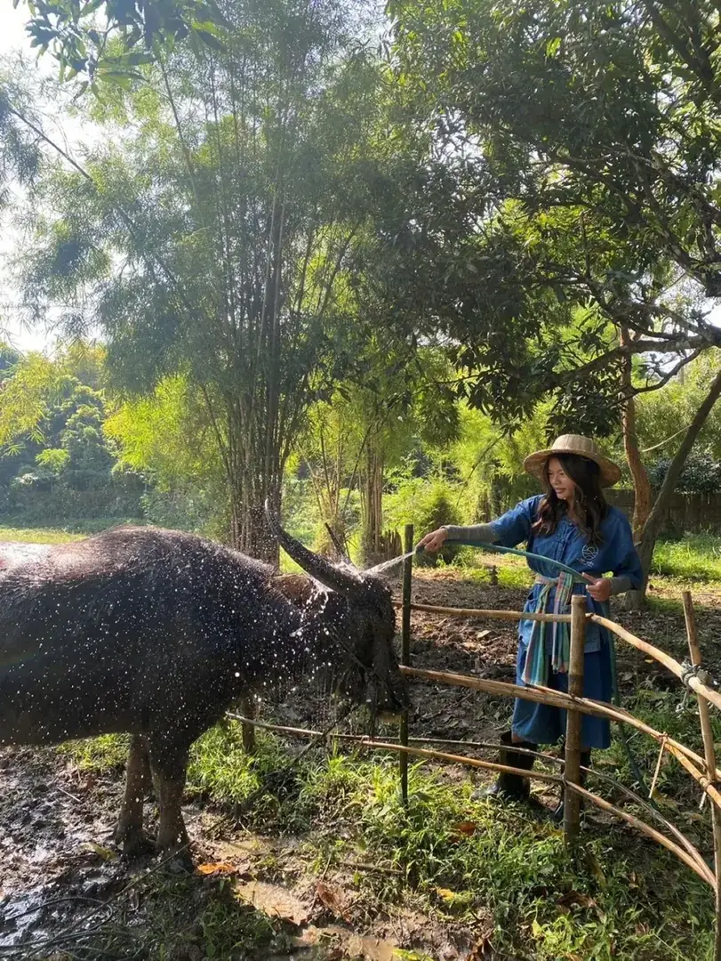 Buffalo Care at Hang Tueng Farm