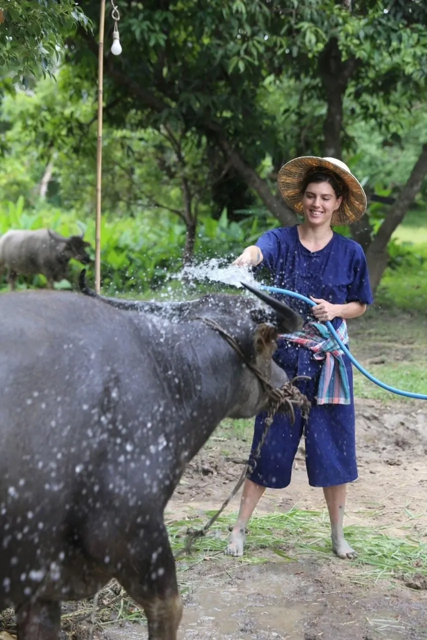 Hom Nil at Hang Tueng Farm