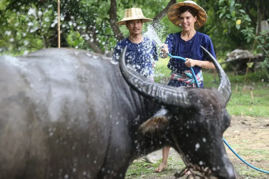 Buffalo care at the farm