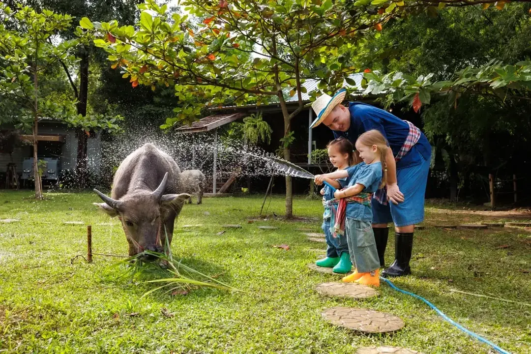 Family buffalo activity