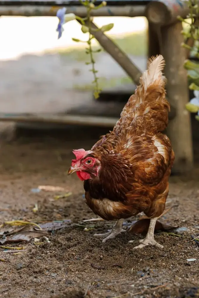 Brown hen at Hang Tueng Farm