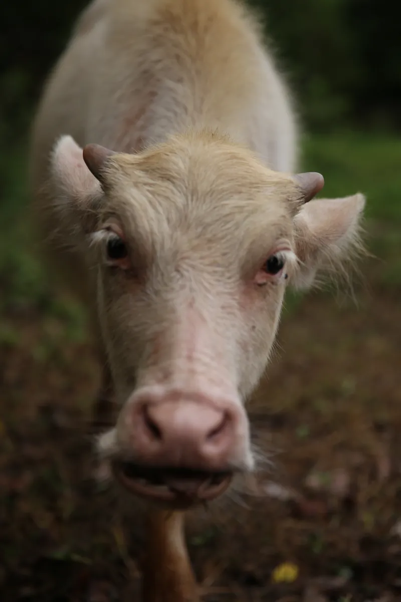 Si Nuan, the young albino buffalo at Hang Tueng Farm